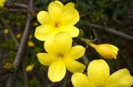 如何區(qū)分迎春花和連翹花？