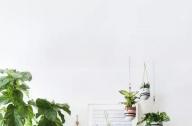 家庭綠植如何擺放更出彩？