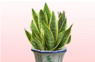 如何養(yǎng)殖虎皮蘭？