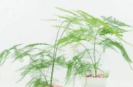 室內如何科學的養(yǎng)殖文竹？