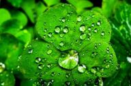 裝修后用植物吸收有害氣體能否達到預(yù)期效果？