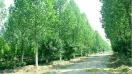 清馨園林苗木基地實(shí)錄