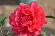 山茶花應(yīng)該怎么種植？