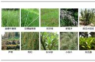 如何選擇岸邊陸生植物？