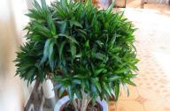 家里養(yǎng)什么植物旺財(cái)？