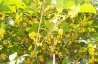 園林植物桂花的產(chǎn)地、形態(tài)以及園林用途