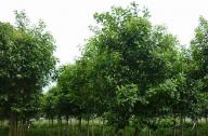 大葉女貞作為園林綠化植物的優(yōu)勢(shì)