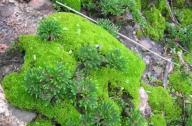 “石頭植物”的名稱是怎么得來(lái)的？