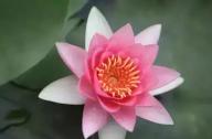為什么千年古蓮能開(kāi)花？