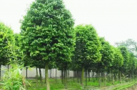 ?？诩爸苓叺貐^(qū)植物群落示例
