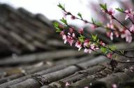 驅(qū)風(fēng)辟邪植物有哪些？