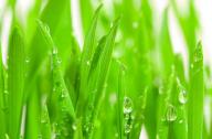 隔音植物有哪些？不易燃燒的植物有哪些？