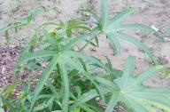 合軸叢生竹類植物有哪些？
