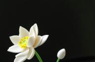 如何栽植碗蓮？