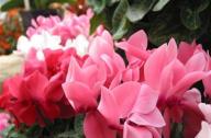 仙客來的選購與養(yǎng)護(hù)要點(diǎn)
