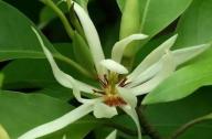 治療咳嗽的植物：白蘭花、丁香、藿香