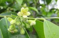 清熱祛風(fēng)，養(yǎng)心安神的植物：沉香