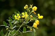 清肝明目，潤腸通便的植物：決明子、菊花