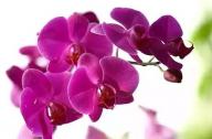 過(guò)年家里養(yǎng)什么植物風(fēng)水好？