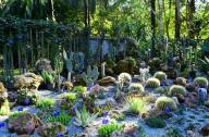 1月20日，中國科學(xué)院西雙版納熱帶植物園一年一度的多肉展如約而至
